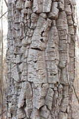 Deep Rough Chestnut Oak Bark - 139967054