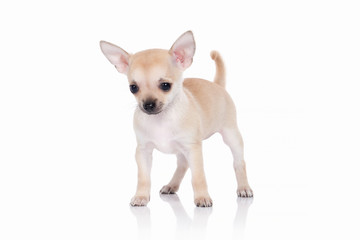 Dog. Chihuahua puppy on white background