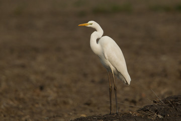 wildlife