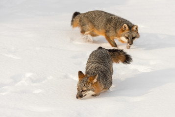 Fototapeta premium Pair of Grey Fox (Urocyon cinereoargenteus) Walk Through Snow