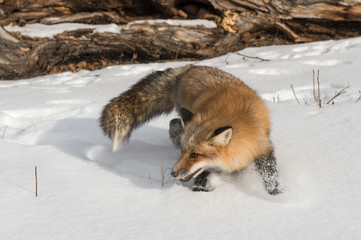 Amber Phase Red Fox (Vulpes vulpes) Turns Back