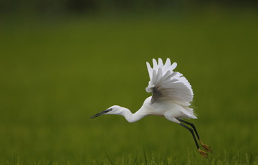 wildlife