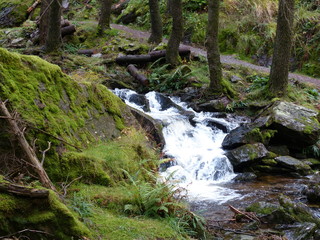 Water stream in the woods