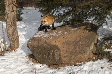 Amber Phase Red Fox (Vulpes vulpes) Looks Out from Atop Rock