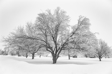 Fototapeta na wymiar Winter tree