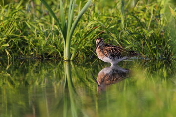 wildlife
