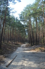 Дорога в сосновом лесу / Road in the Pine Forest