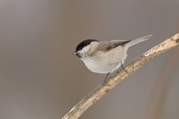 wildlife