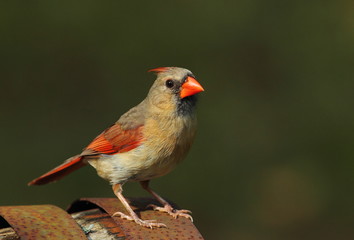 wildlife