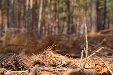Лесная земля / Forest land © TalanVadim