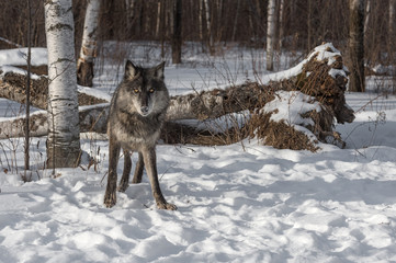Black Phase Grey Wolf (Canis lupus) Looks Out from Forest