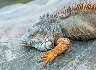 Obraz premium Iguana from South America