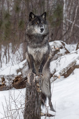 Black Phase Grey Wolf (Canis lupus) Paws On Stump