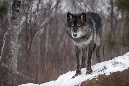 Black Phase Grey Wolf (Canis lupus) Stares Out from Atop Rock