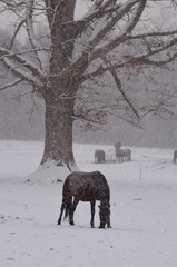 Brown Horse covered in snow in a snowy field