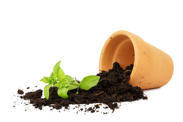 flower pot accident