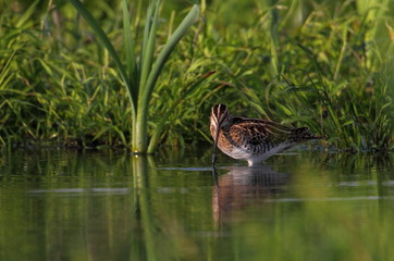Wildlife