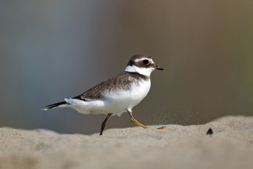 Wildlife