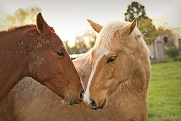 Friendly horse herd in a field in argentina