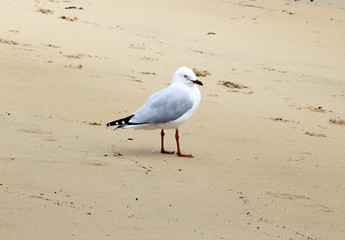 Fototapeta premium Silver Gull (Chroicocephalus novaehollandiae) on the beach of Manly, Sydney, Australia.