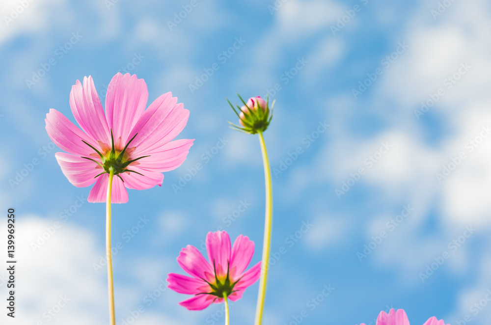 Wall mural beautiful cosmos flower with blue sky in the park.