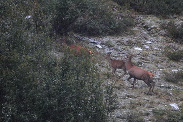 Wildlife
