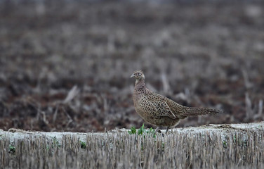 Wildlife