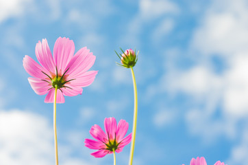 beautiful cosmos flower with blue sky in the park.