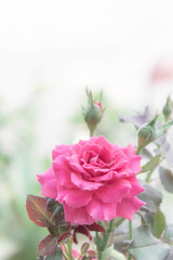 Beautiful pink rose in the garden, pink roses with background blurred