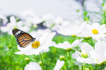 butterfly on cosmos field in the park.