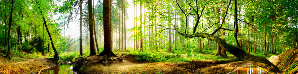 Fototapeta premium Idylliczny las z strumykiem przy wschodem słońca