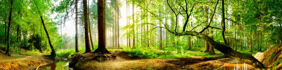 Photo sur Plexiglas Panoramique Forêt idyllique avec ruisseau au lever du soleil