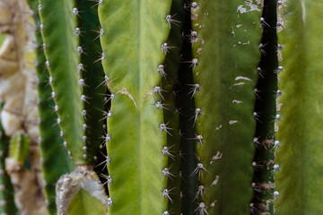 cactuses largely background