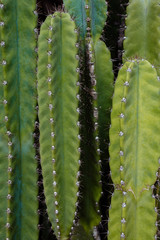cactuses largely background