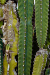 cactuses largely background