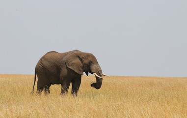 Obraz premium wildlife