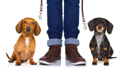 dogs and owner  with leash