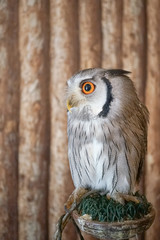 Northern White-faced Owl (Ptilopsis leucotis)