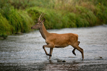 wildlife