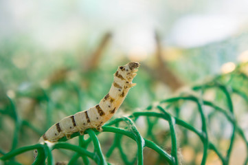 Worm larvae that eat mulberry leaves and pods as a pupa in the cocoon woven fabric manufacturing in Thailand..