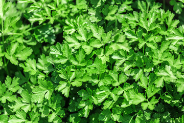 Vegetable Bed with parsley
