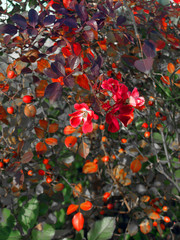 Цветы шиповника на фоне плодов и осенних листьев