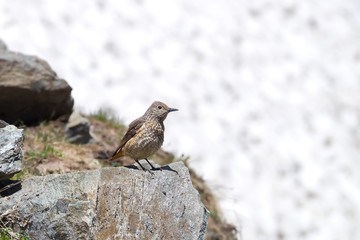 wildlife
