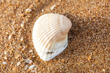 sea shell on the sand