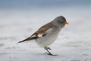 wildlife
