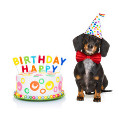 happy birthday dog