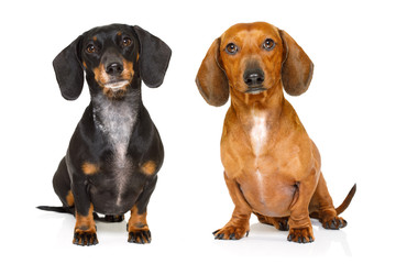 couple of two  dachshund or  sausages dogs