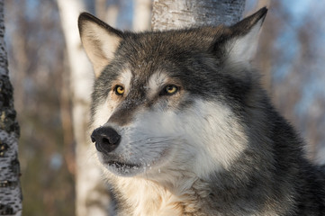Grey Wolf (Canis lupus) Head One Ear Back