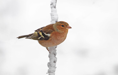 wildlife
