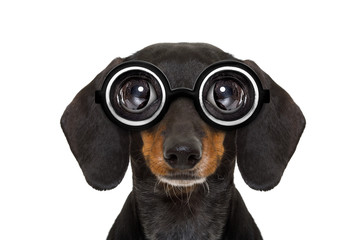 dumb nerd silly dachshund